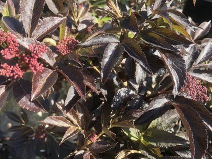 Bez černý 'Thundercloud'  Sambucus nigra 'Thundercloud'