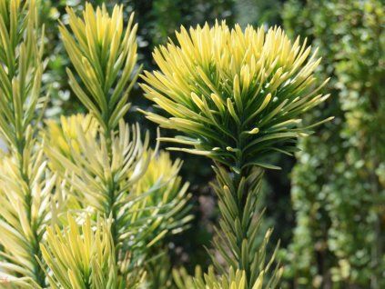 Hlavotis peckovitý 'Korean Gold'  Cephalotaxus harringtonii 'Korean Gold'