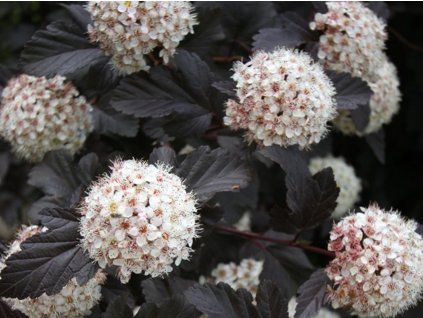 Tavola kalinolistá 'Red Baron'  Physocarpus opulifolius 'Red Baron'