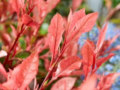 Blýskavka 'Little Perfecta'  Photinia 'Little Perfecta'