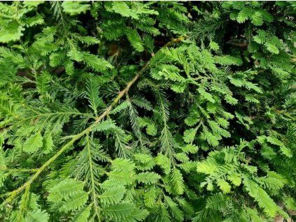 Sekvoj vždyzelená 'Illa Martin'  Sequoia sempervirens 'Illa Martin'