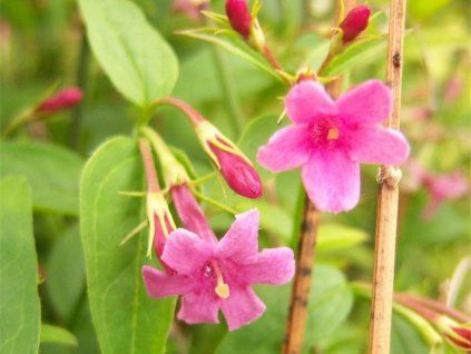 Jasmín růžokvětý  Jasminum beesianum