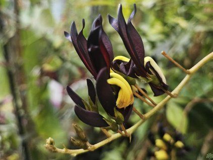 Kenedie černavá  Kennedia nigricans