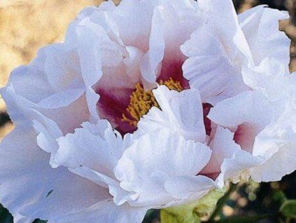 Pivoňka dřevitá 'Akebono Nishiki'  Paeonia suffruticosa 'Akebono Nishiki'