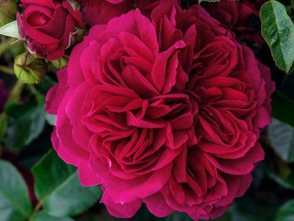 Stromková růže 'Soul®'  Rosa 'Soul®'