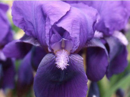 Kosatec německý 'Eleanor Roosevelt'  Iris germanica 'Eleanor Roosevelt'