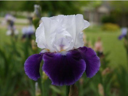 Kosatec německý 'Snow Mound'  Iris germanica 'Snow Mound'