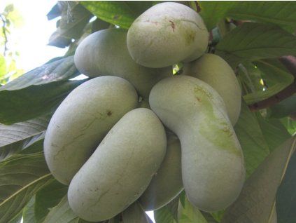 Muďoul trojlaločný 'Rappahannock'  Asimina triloba 'Rappahannock'