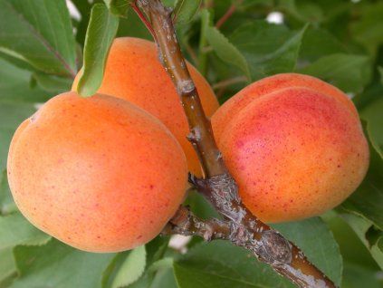 Meruňka zakrslá 'Garden Aprigold' - kontejner  Prunus armeniaca 'Garden Aprigold'