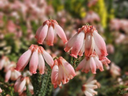 Vřesovec cerinthoides  Erica cerinthoides