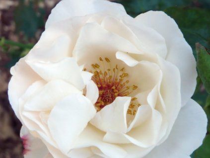 white queen