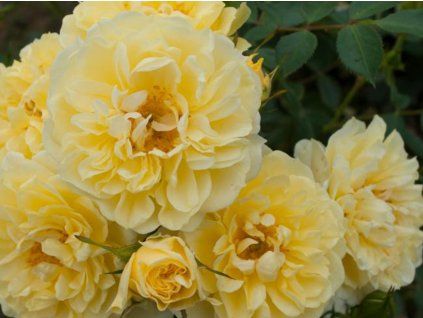 golden apollo