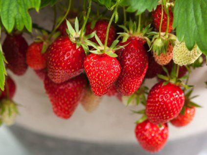 Jahodník 'Beltran'  Fragaria x ananassa 'Beltran'