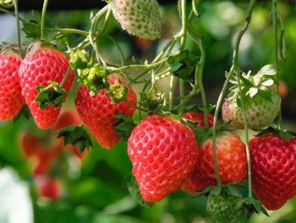 Jahodník 'Eve's Delight'  Fragaria 'Eve's Delight'