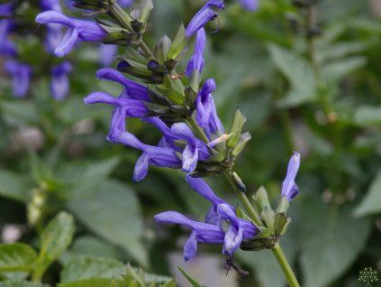 Salvia Lake Como (1)