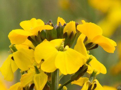Erysium Fragrant Sunshine (1)