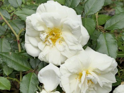 climbing white