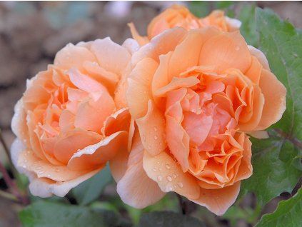 orange sunshine