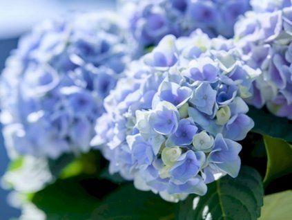 evolution blue