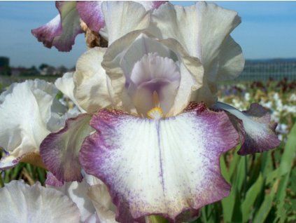Kosatec německý 'Doll Ribbons' - Iris germanica 'Doll Ribbons'  Iris germanica 'Doll Ribbons'