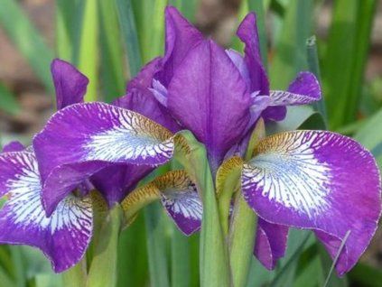 Kosatec sibiřský 'Currier' - Iris sibirica 'Currier'  Iris sibirica 'Currier'