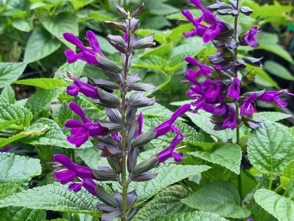 purple and bloom