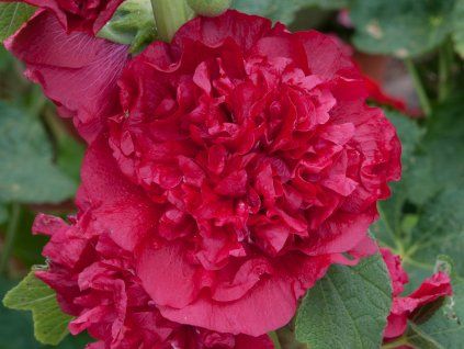 double scarlet
