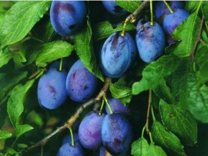 Švestka 'Hauszwetsche' - kontejner  Prunus domestica 'Hauszwetsche'