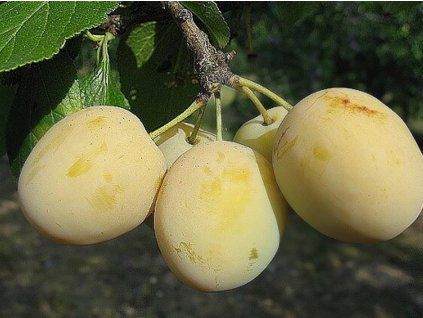 Ryngle 'Oulinská' - kontejner  Prunus domestica subsp. italica 'Oulinská'