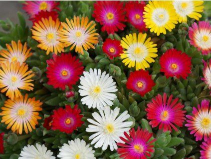 Kosmatec 'Jewel of Desert' - Delosperma 'Jewel of Desert'  Delosperma 'Jewel of Desert'