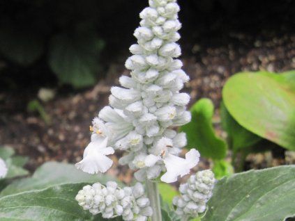 Šalvěj pomoučená 'Sallyfun Snow White' - Salvia farinacea 'Sallyfun Snow White'  Salvia farinacea 'Sallyfun Snow White'