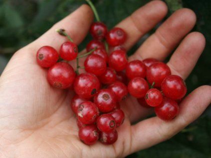 Rybíz 'Lisette'  Ribes rubrum 'Lisette'