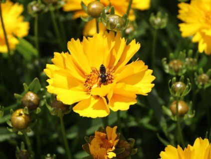 Krásnoočko velkokvěté 'Presto' - Coreopsis grandiflora 'Presto'  Coreopsis grandiflora 'Presto'