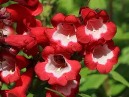 picotee red