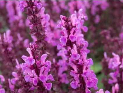 Šalvěj hajní 'Sensation Rose' - Salvia nemorosa 'Sensation Rose'  Salvia nemorosa 'Sensation Rose'