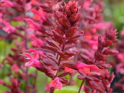 Šalvěj Rockin 'Red Flamingo' - Salvia Rockin 'Red Flamingo'  Salvia Rockin 'Red Flamingo'