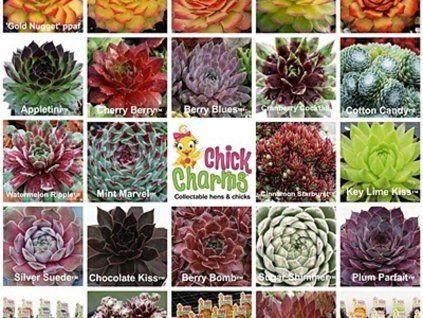 Netřesk Chick Charms - různé druhy - Sempervivum Chick Charms - různé druhy  Sempervivum Chick Charms - různé druhy