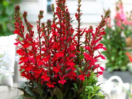 Lobelka 'Fan Scarlet' - Lobelia 'Fan Scarlet'  Lobelia 'Fan Scarlet'