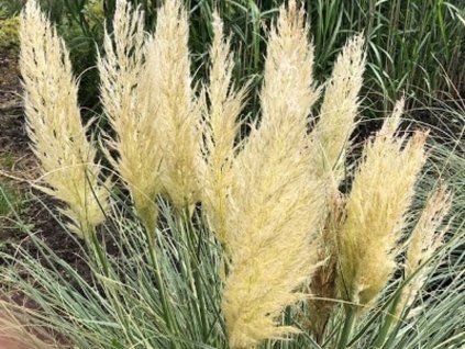 Pampová tráva 'Silver Star' - Cortaderia seloana 'Silver Star'  Cortaderia seloana 'Silver Star'