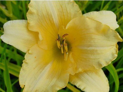 Denivka EveryDaylily 'Cream'® - Hemerocallis EveryDaylily 'Cream'®  HemerocallisEveryDaylily 'Cream'®