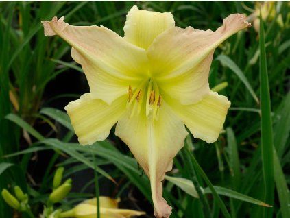 Denivka EveryDaylily 'Pink Cream'®  - Hemerocallis EveryDaylily 'Pink Cream'®  HemerocallisEveryDaylily 'Pink Cream'®