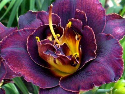 Denivka 'Voodoo Dancer' - Hemerocallis 'Voodoo Dancer'  Hemerocallis 'Voodoo Dancer'