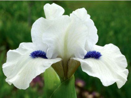 bluebeard