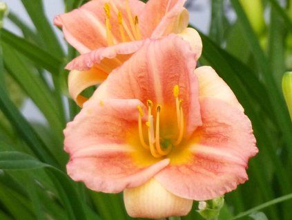 Denivka EveryDaylily 'Cerise'® - Hemerocallis EveryDaylily 'Cerise'®  HemerocallisEveryDaylily 'Cerise'®