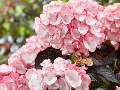 Hortenzie velkolistá 'Million Stars Midnight Pearl'  Hydrangea macrophylla'Million Stars Midnight Pearl'