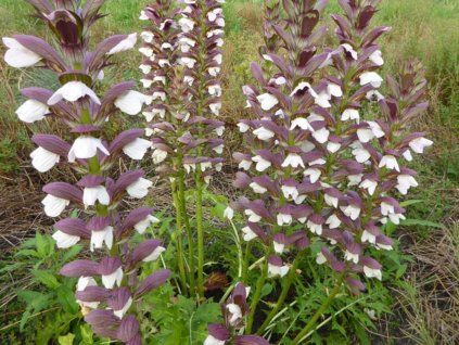 Paznehtík měkký 'White Lips ' - Acanthus mollis 'White Lips'  Acanthus mollis 'White Lips'