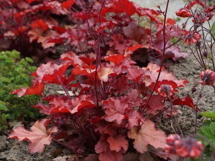 Dlužicha 'Indian Summer Red' - Heuchera 'Indian Summer Red'  Heuchera 'Indian Summer Red'