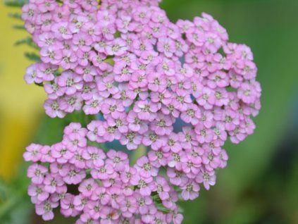 Řebříček obecný 'Rainbow Ending Blue' -  Achillea millefolium 'Rainbow Ending Blue'  Achillea millefolium 'Rainbow Ending Blue'