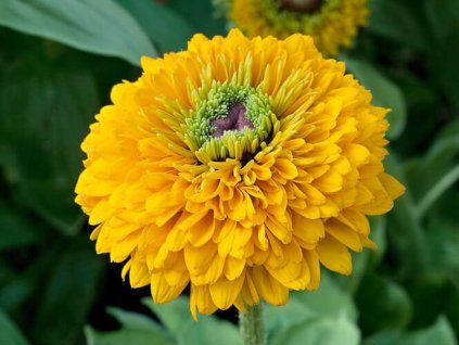 Třapatka (rudbekie) srstnatá  'Maya' - Rudbekia hirta 'Maya'  Rudbeckia hirta 'Maya'
