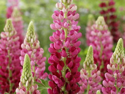 Lupina 'Lupinova Cutie' - Lupinus 'Lupinova Cutie'  Lupinus 'Lupinova Cutie'